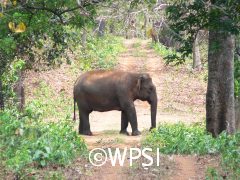 elephant at Dalma