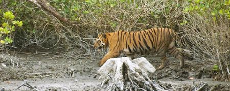 The large male tiger walking along the river bank © Joydip Suchandra Kundu/Sanctuary